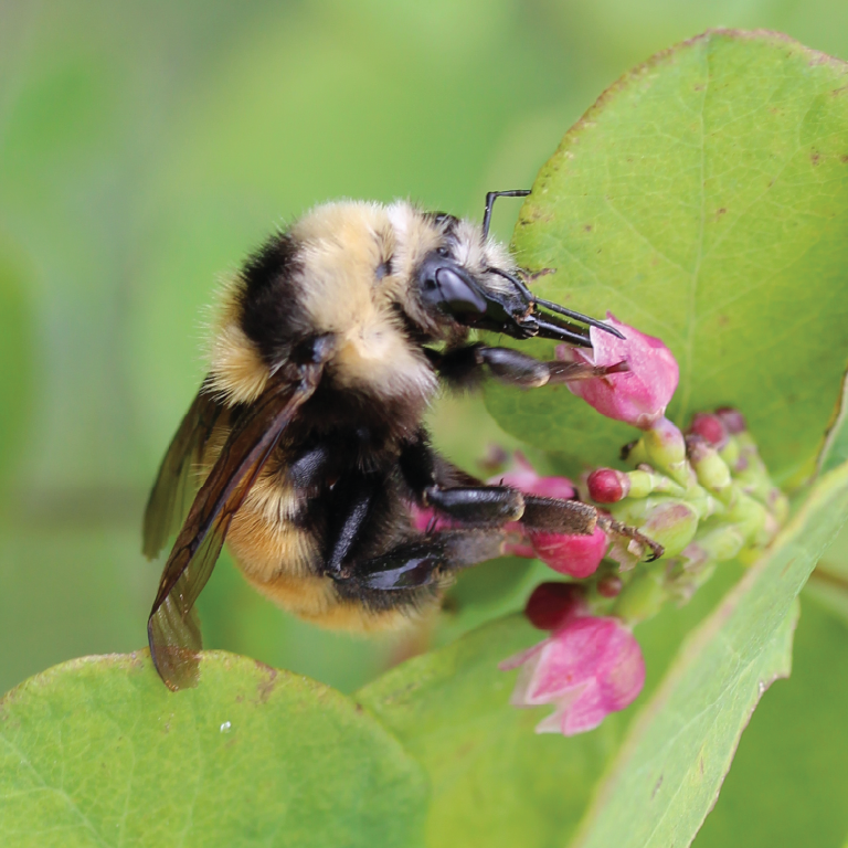 A fuzzy bee works to extract pollen from a tiny pink flower