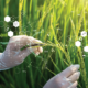 Two hands wearing surgical gloves use tweezers to extract a seed from a wheat plant. Chemical symbols float over top.