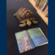 photograph features a turtle on a dark carpet reading a picture book