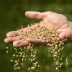 On a green background, an open hand of a white person holds some seeds which are falling through the fingers.