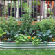 In a raised garden bed, green veggies and orange flowers grow together.