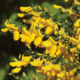 A closeup of some sprigs of yellow Scotch Broom flowers.