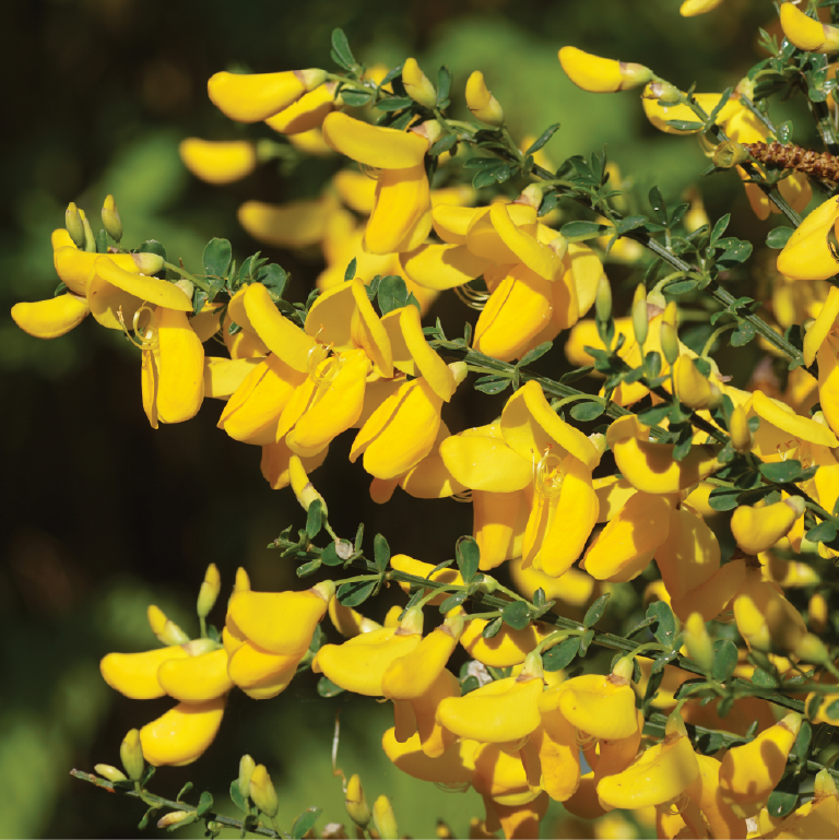 A closeup of some sprigs of yellow Scotch Broom flowers.