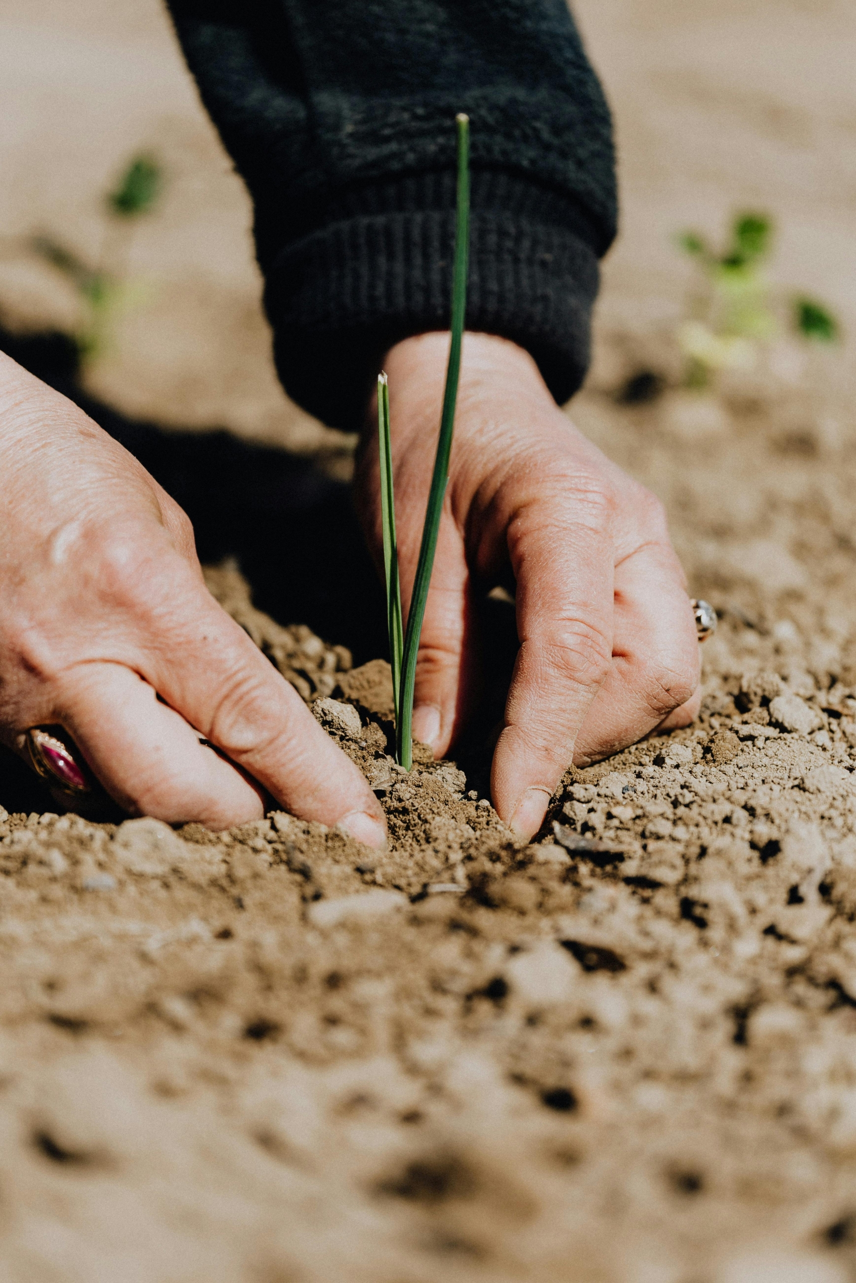 Closeup of person's hands planting seedling into soil.