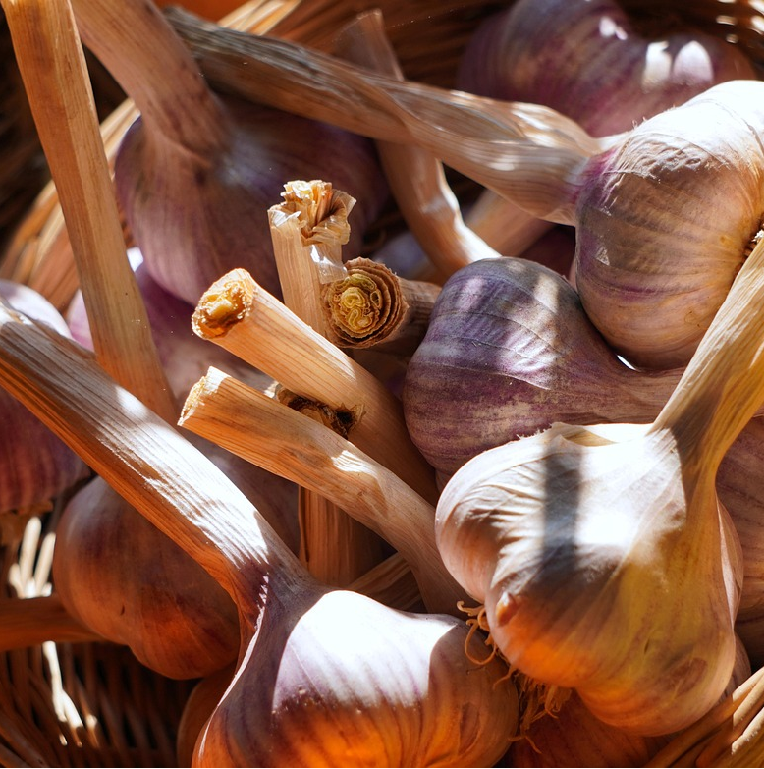 a basketful of fresh garlic bulbs.