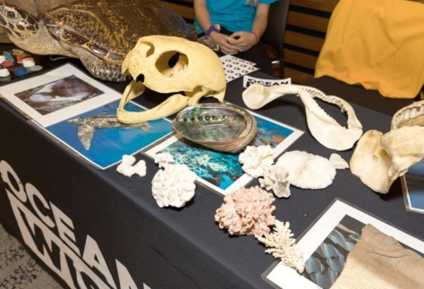 An assortment of artifacts originating from the ocean are displayed on top of a table.